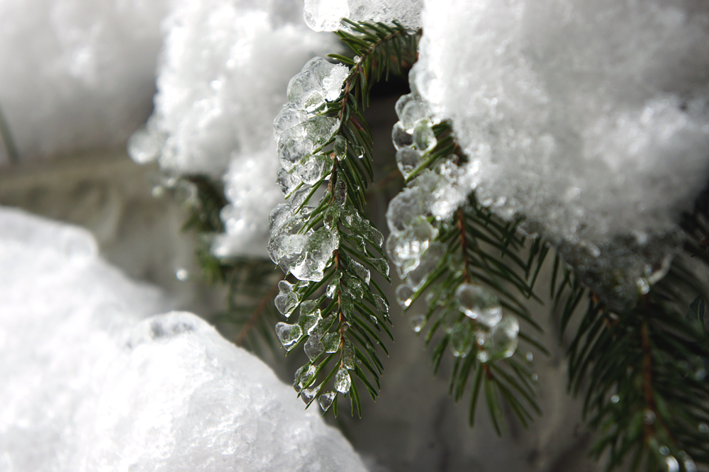 Winter Nadelbaum