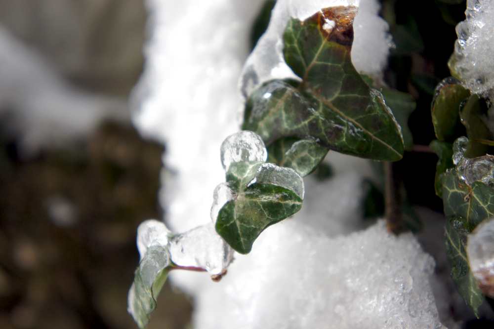Winter Efeu