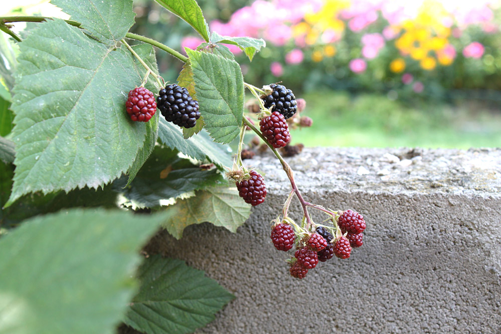 Sunday Smoothie: Brombeer-Kiwi Smoothie | orangenmond.at