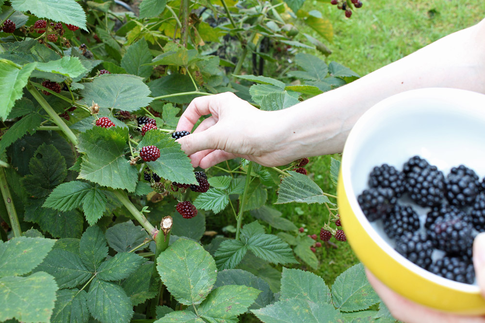 Sunday Smoothie: Brombeer-Kiwi Smoothie | orangenmond.at